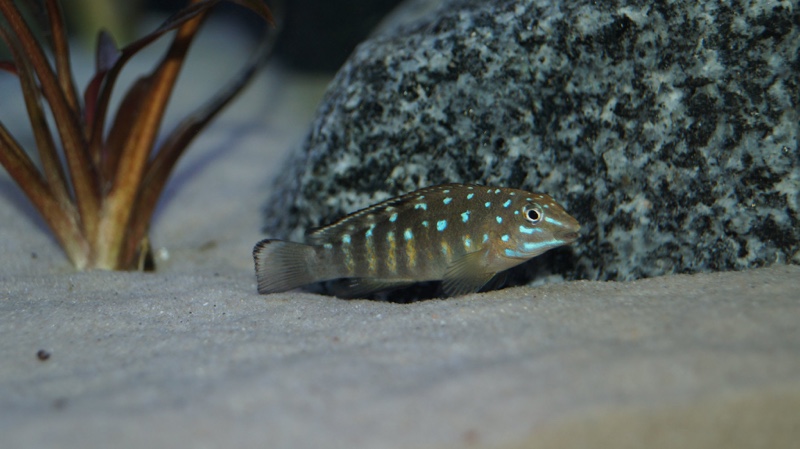 Tanganicodus cf. irsacae 'Tembwe (Deux)'